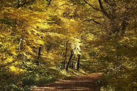 Vue de Saint-Bonnet-Tronçais