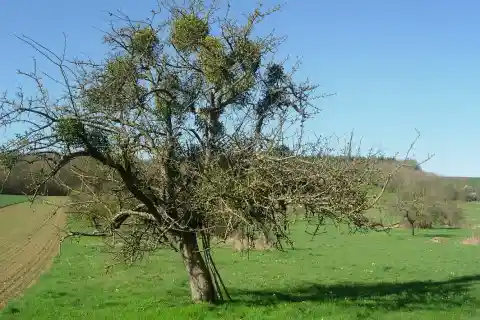 Verger à Thuisy (commune d'Estissac - Aube)
