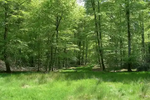 Forêt de Cerisy, Montfiquet (Calvados)
