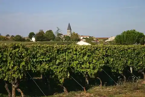 Mazeray, vue des vignes