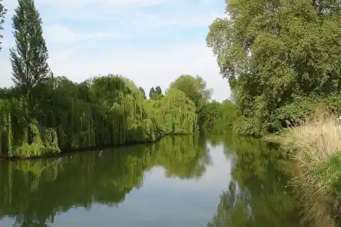 L'Indre à Rigny-Ussé (devant le château d'Ussé); Saule pleureurs et peuplier d'Italie